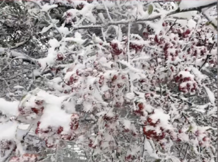 仙女山金佛山下雪啦！银装素裹宛如童话世界