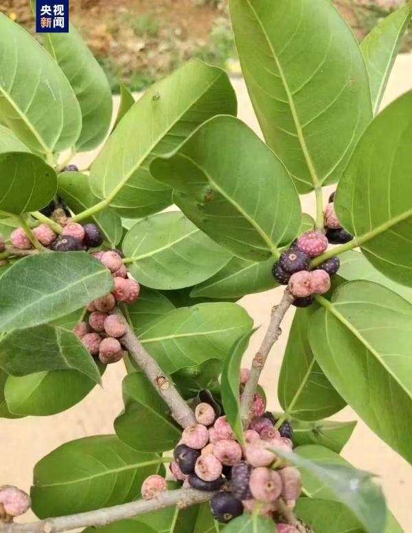 中国新记录物种下龙榕现身云南