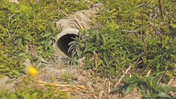 是什么上海神奇动物？为了它们花费千万，大项目停工两年