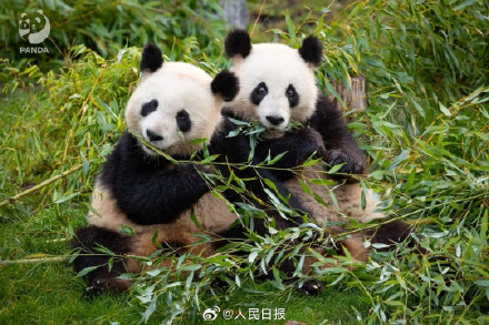 欢迎回家！旅德大熊猫“梦想”“梦圆”将回国