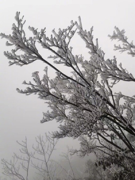 快看！广东今冬第一场雾淞冰挂