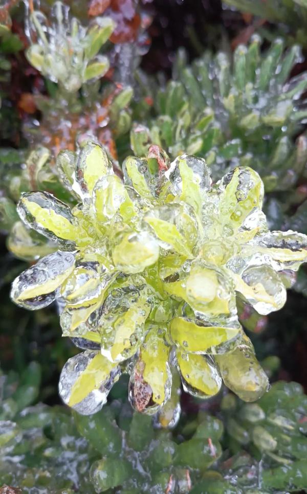 最高级别寒潮预警!武汉未来三天...... 最高级别寒潮预警!武汉未来三天......