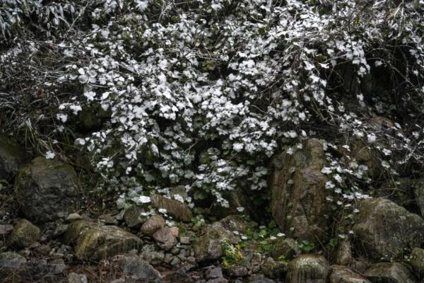 真的实现了!广东下雪了! 真的实现了!广东下雪了!