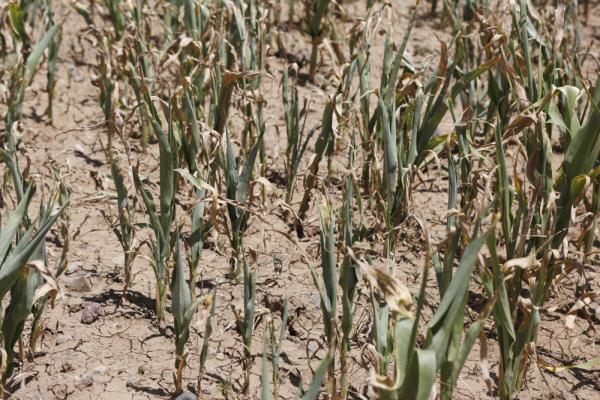 卫星视界丨2023：厄尔尼诺搅动全球气候