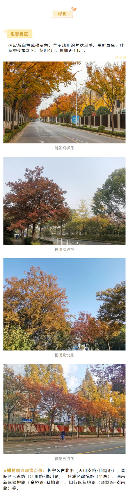 上海秋冬浪漫氛围组F4压轴出场 :娜塔栎、榉树、无患子、朴树,这些地方可以游赏→ 上海秋冬浪漫氛围组F4压轴出场 :娜塔栎、榉树、无患子、朴树,这些地方可以游赏→