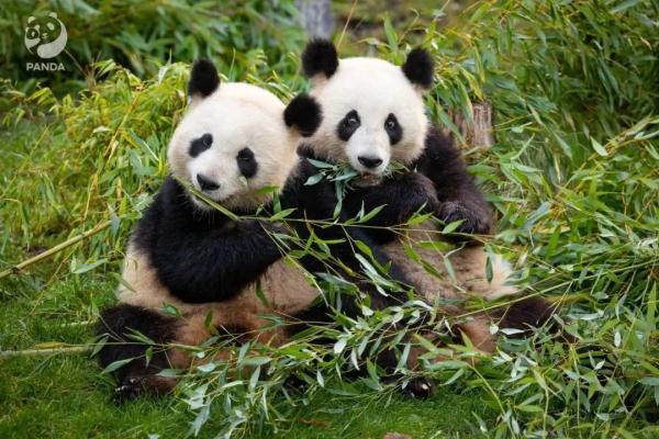 旅德大熊猫“梦想”和“梦圆”今日启程回国