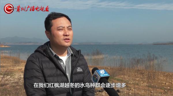 蓝翡翠、白鹭、斑嘴鸭……都来贵州过冬了！网友：像画卷一样美