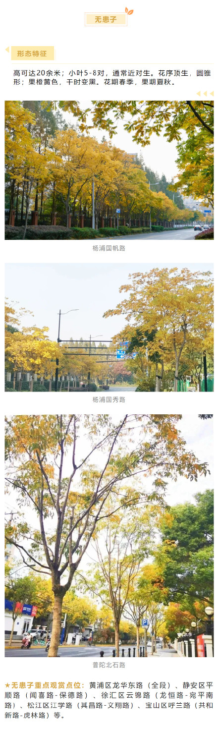 上海秋冬浪漫氛围组F4压轴出场 :娜塔栎、榉树、无患子、朴树,这些地方可以游赏→ 上海秋冬浪漫氛围组F4压轴出场 :娜塔栎、榉树、无患子、朴树,这些地方可以游赏→
