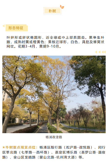 上海秋冬浪漫氛围组F4压轴出场 :娜塔栎、榉树、无患子、朴树,这些地方可以游赏→ 上海秋冬浪漫氛围组F4压轴出场 :娜塔栎、榉树、无患子、朴树,这些地方可以游赏→