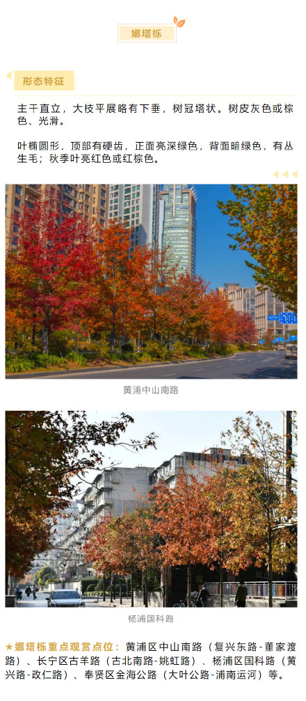 上海秋冬浪漫氛围组F4压轴出场 :娜塔栎、榉树、无患子、朴树,这些地方可以游赏→ 上海秋冬浪漫氛围组F4压轴出场 :娜塔栎、榉树、无患子、朴树,这些地方可以游赏→