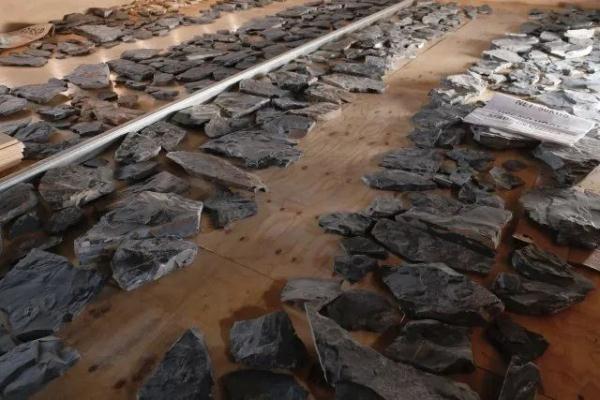 云南一工地发现大量古生物化石！