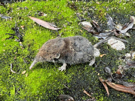 武夷山发现新物种黄岗鼩鼹