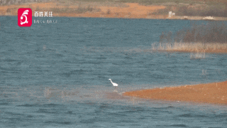 蓝翡翠、白鹭、斑嘴鸭……都来贵州过冬了！网友：像画卷一样美