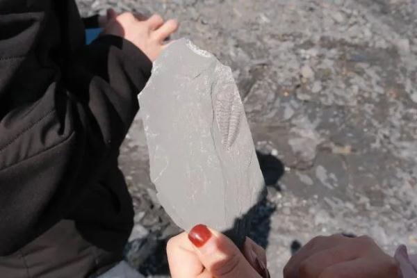 云南一工地发现大量古生物化石！