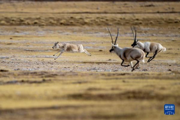 新华全媒+丨羌塘国家级自然保护区藏羚羊进入交配高峰期