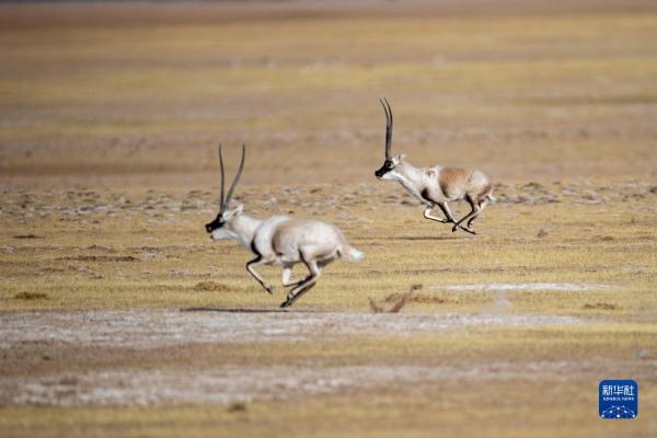 新华全媒+丨羌塘国家级自然保护区藏羚羊进入交配高峰期