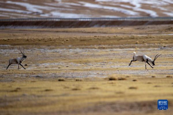 新华全媒+丨羌塘国家级自然保护区藏羚羊进入交配高峰期
