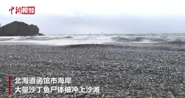 日本突发！海岸现大量死鱼