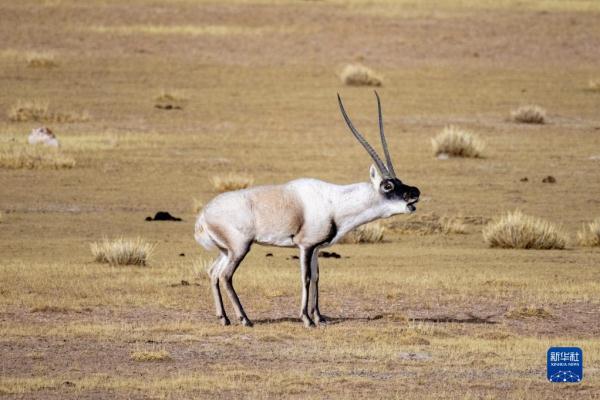 新华全媒+丨羌塘国家级自然保护区藏羚羊进入交配高峰期