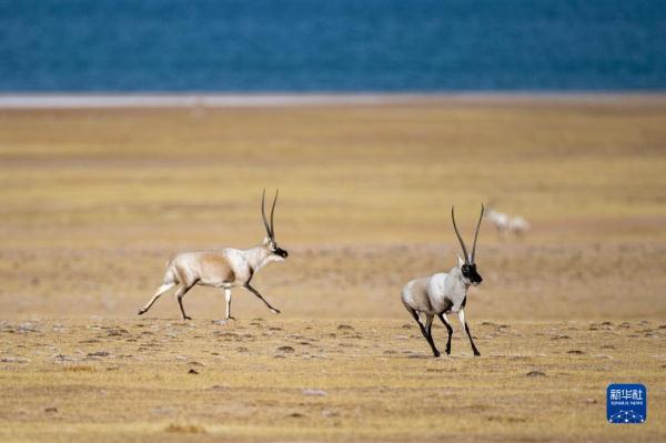 新华全媒+丨羌塘国家级自然保护区藏羚羊进入交配高峰期