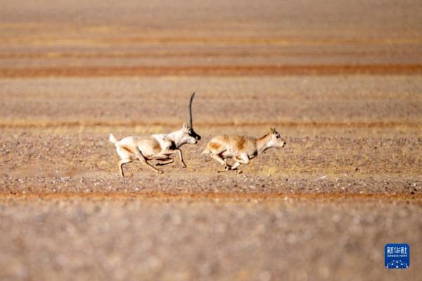 新华全媒+丨羌塘国家级自然保护区藏羚羊进入交配高峰期