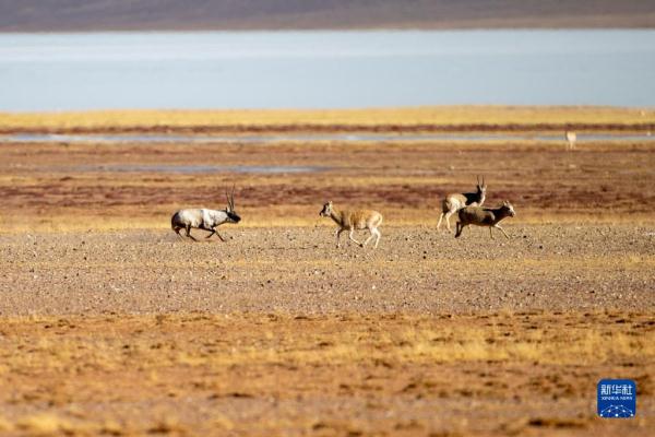 新华全媒+丨羌塘国家级自然保护区藏羚羊进入交配高峰期