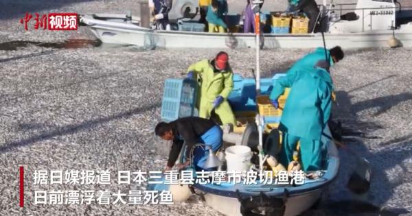 日本突发！海岸现大量死鱼