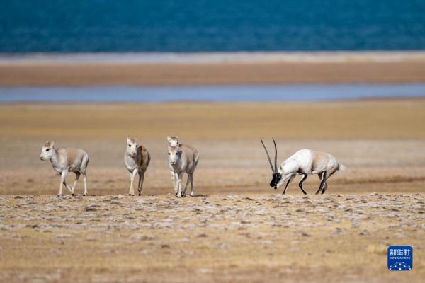 新华全媒+丨羌塘国家级自然保护区藏羚羊进入交配高峰期