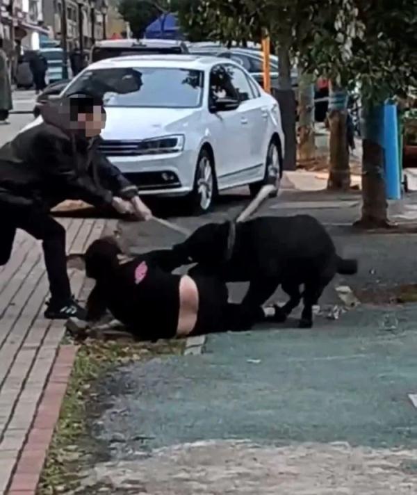 大黑狗死死咬住过路女子手臂，扫把打断都不松口，官方回应→