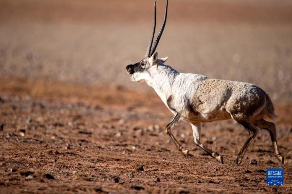 新华全媒+丨羌塘国家级自然保护区藏羚羊进入交配高峰期