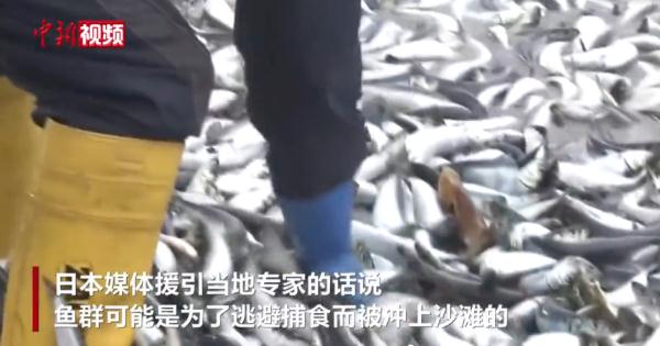 日本突发！海岸现大量死鱼