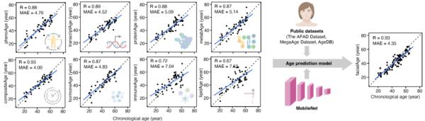 为什么人越老，脸越大？（不是发福）