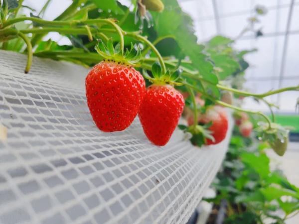 价格狂降近50%!每年这时候都是“抢手货” 价格狂降近50%!每年这时候都是“抢手货”