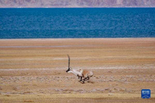 新华全媒+丨羌塘国家级自然保护区藏羚羊进入交配高峰期
