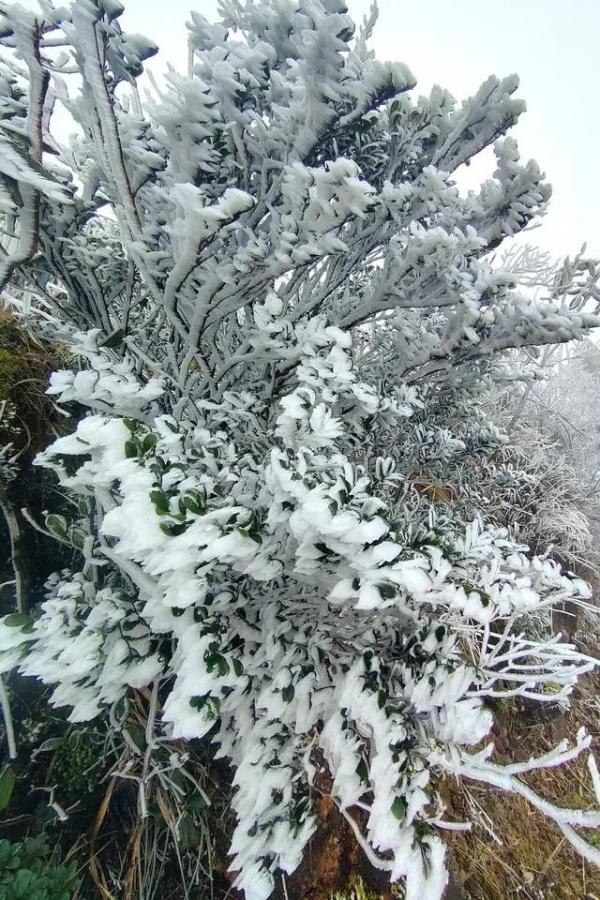新一波冷空气今日到货广东,20日后转晴冷大风天气 新一波冷空气今日到货广东,20日后转晴冷大风天气