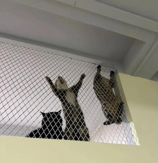 近1000只猫咪被警方拦截救下，等待领养！最新进展