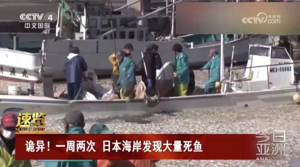 关注 | 日本海岸连续出现大量死鱼，官员称与核污染水无关