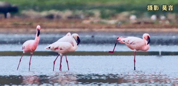 昨晚,莫言公开喊话余华!网友看完笑抽了 昨晚,莫言公开喊话余华!网友看完笑抽了