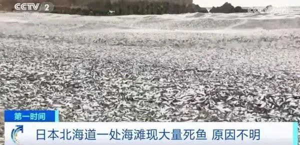 诡异！一周两次，日本海岸发现大量死鱼