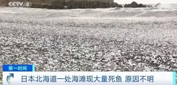 关注 | 日本海岸连续出现大量死鱼，官员称与核污染水无关