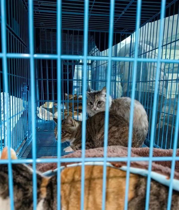 近1000只猫咪被警方拦截救下，等待领养！最新进展