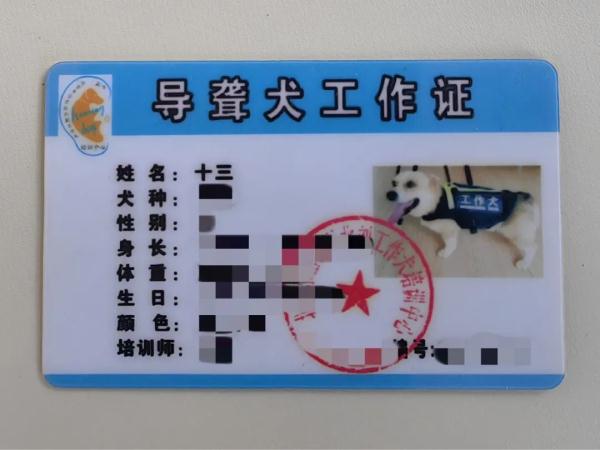 导听犬想上车？安排！