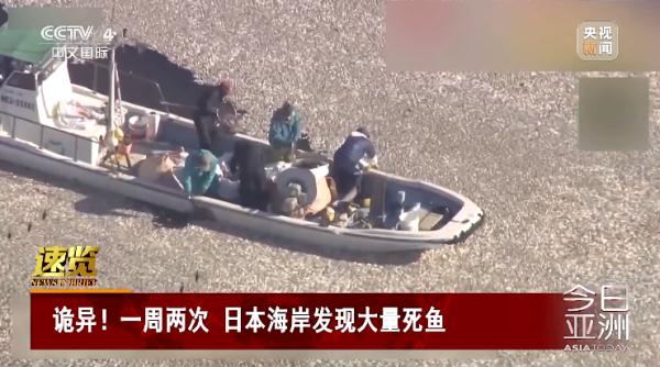 诡异！一周两次，日本海岸发现大量死鱼
