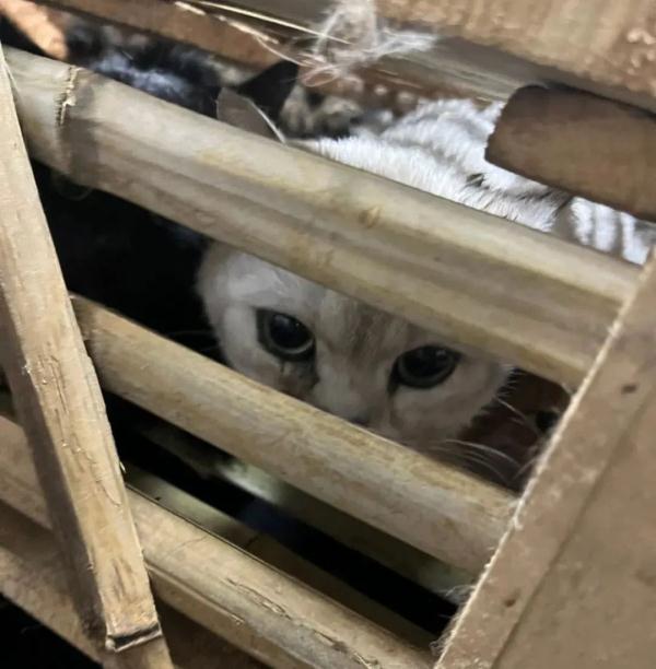 近1000只猫咪被警方拦截救下，等待领养！最新进展