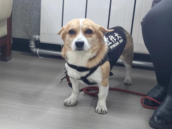 导听犬想上车？安排！