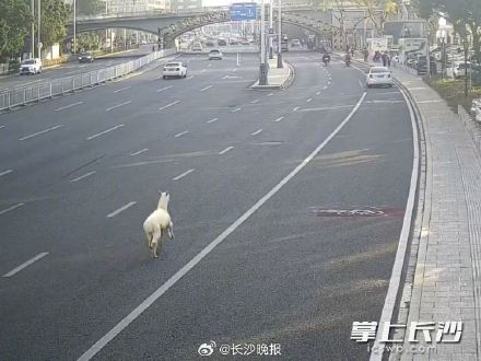 湘江大道出现逃跑的羊驼 ,一路狂奔,还调皮吐口水…… 湘江大道出现逃跑的羊驼 ,一路狂奔,还调皮吐口水……