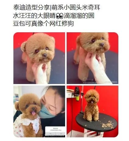 “米奇耳”很可爱？这样的宠物医美手术，慎做！