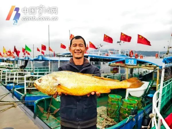 金光闪闪！宁海渔民捕到一条两公斤多重大黄鱼
