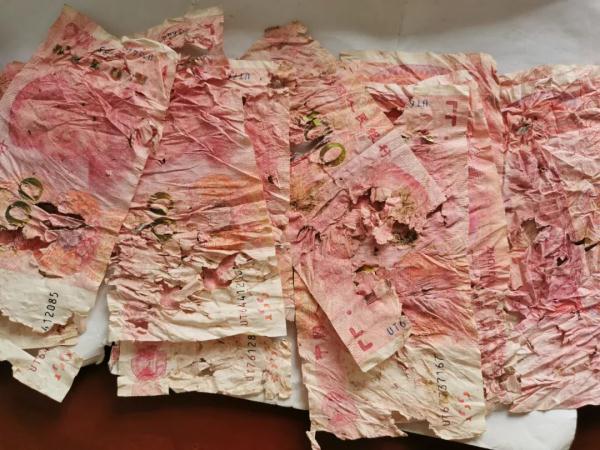 “啥？钱被牦牛吃了？”银行人震惊！