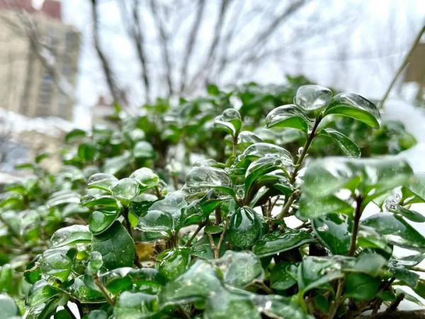 零下15℃!河南发布低温蓝色预警!低温天气,这些危害需注意! 零下15℃!河南发布低温蓝色预警!低温天气,这些危害需注意!